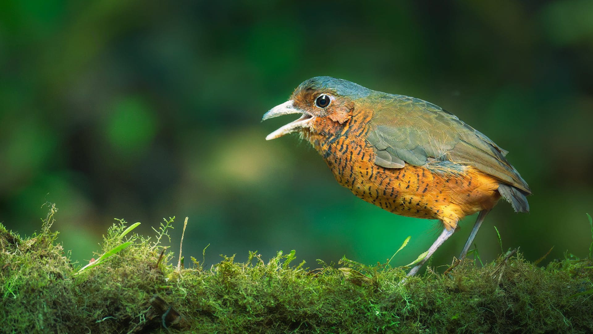 A Giant Antpitta - a bird with a rusty red breast flecked with black stripes, a dull brown back, a deep brown eye and white eye ring, and large gray beak, with long legs stands on a mossy branch