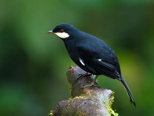 Andean Solitaire Andean Solitaire perched on a log at the Mashpi Amagusa Reserve