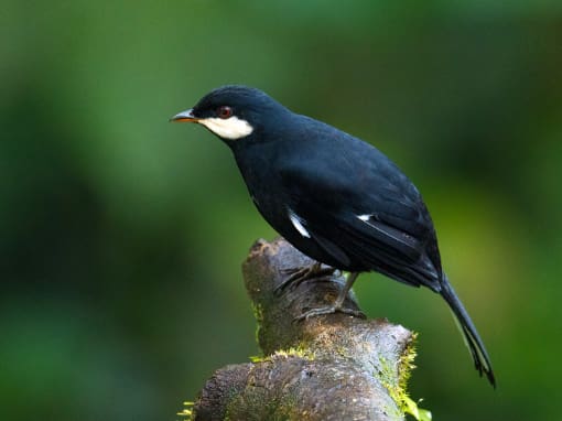 Andean Solitaire perched on a log at the Mashpi Amagusa Reserve