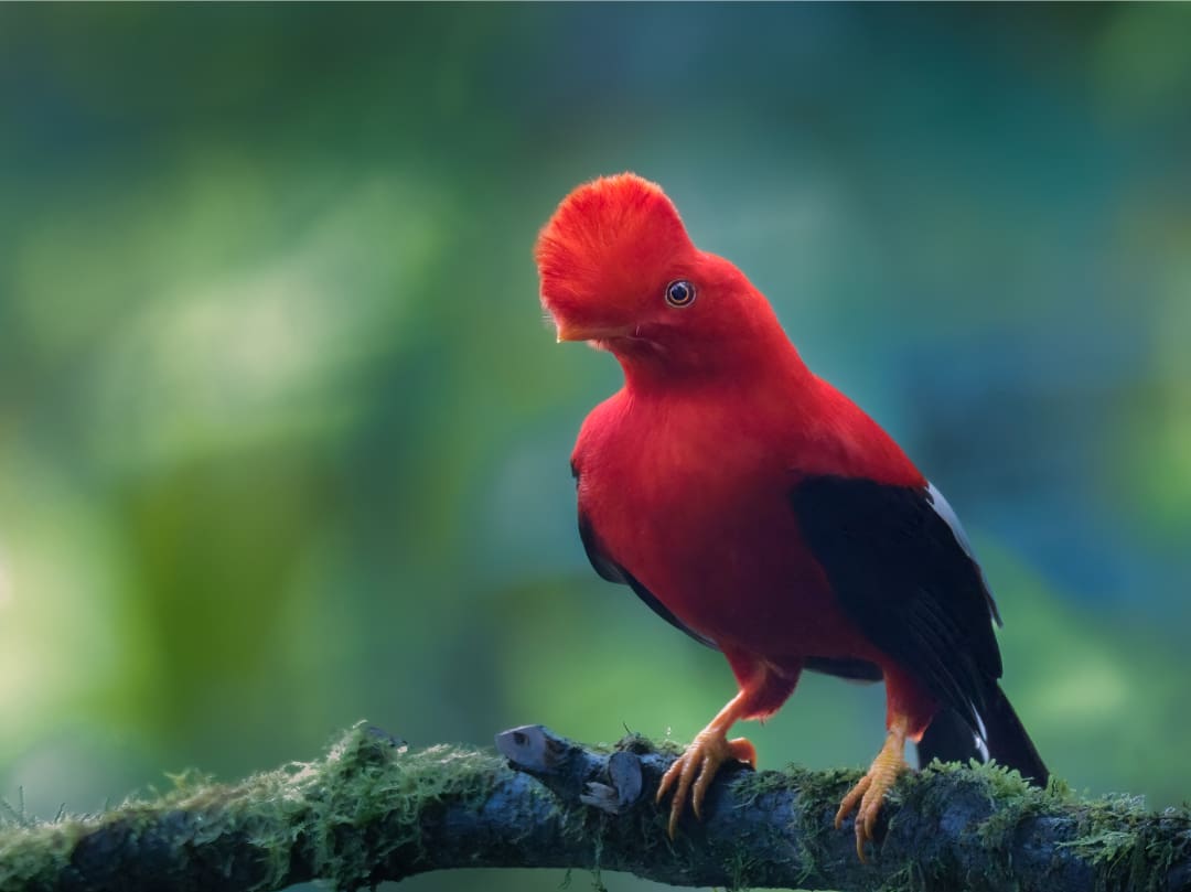 A bright-red Andean Cock-of-the-rock shines in the dim cloud forest light.