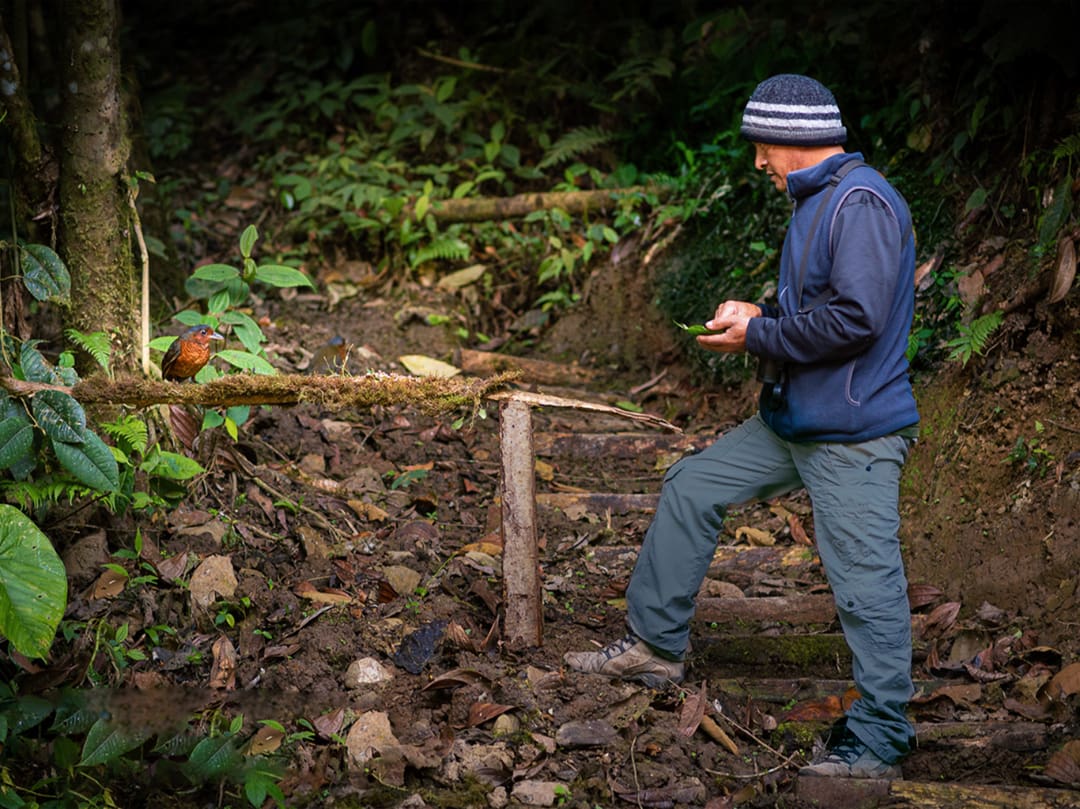 Angel Paz stands at a feeding station where Maria, the Giant Antpitta waits for worms.