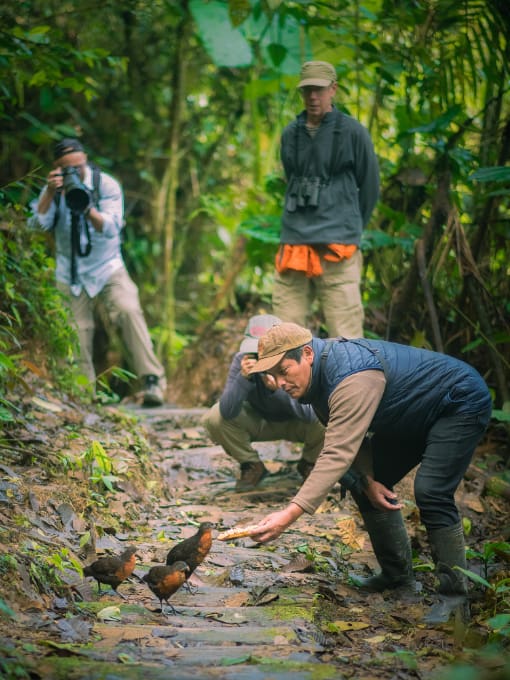 A Scaled Fruiteater perched on a branch in the misty cloud forest.