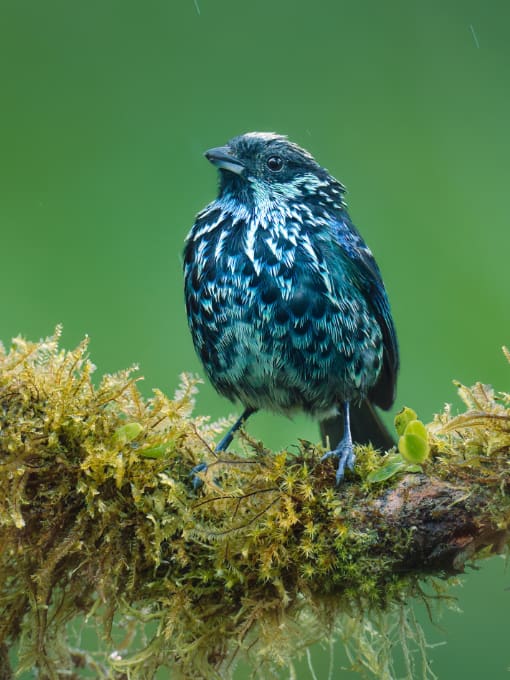 Blue-capped Tanager perched on a slim branch