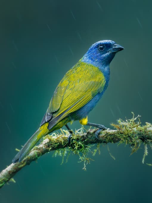 Blue-capped Tanager perched on a slim branch