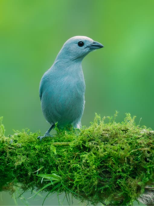 Blue-capped Tanager perched on a slim branch