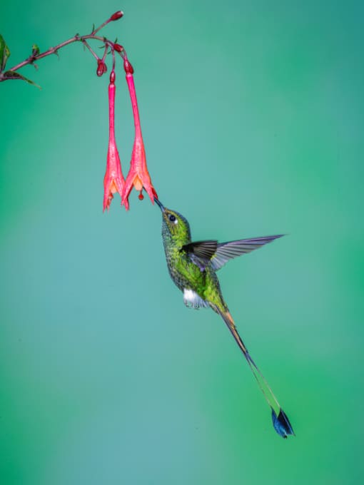 Blue-capped Tanager perched on a slim branch