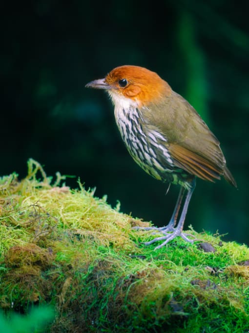 Blue-capped Tanager perched on a slim branch