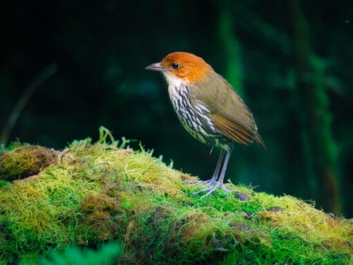 Una Grallaria Ruficapilla se alza sobre musgos verdes, mirando hacia el bosque.