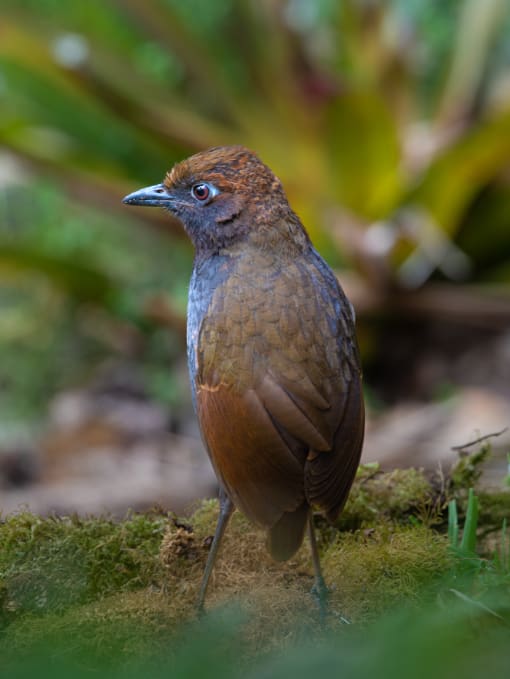Chestnut-naped Antpitta Chestnut-naped Antpitta stands at attention at the Zuro Loma Reserve