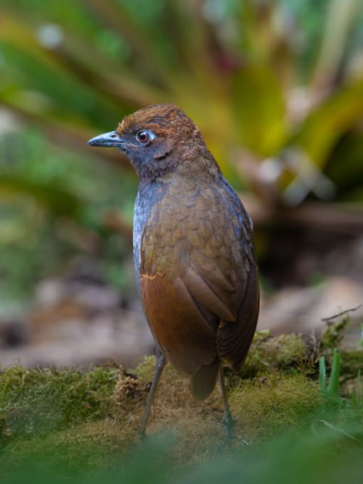 Chestnut-naped Antpitta stands at attention at the Zuro Loma Reserve