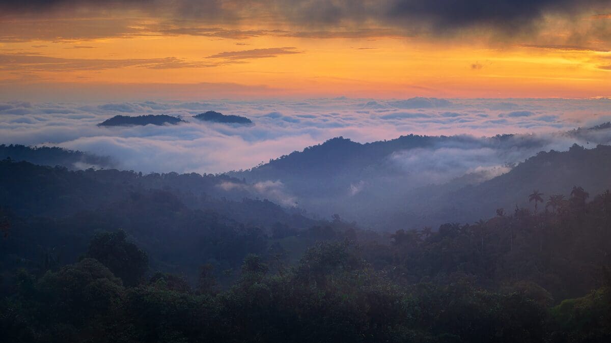 Paz de Las Aves Cloud Forest Vista Mindo's cloud forest enveloped in fog at sunset