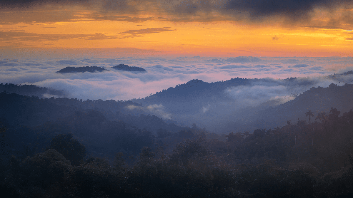 Mindo's cloud forest enveloped in fog at sunset