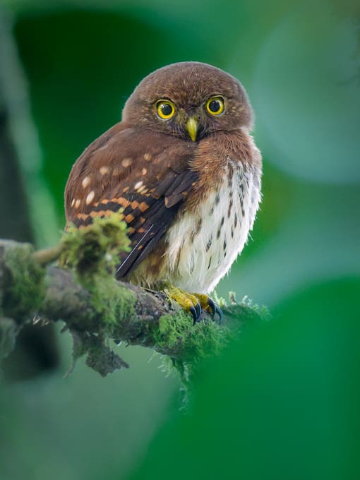 Cloud Forest Pygmy Owl perched on a branch during the day time