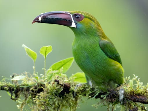 Crimson-rumped Toucanet perches on a mossy branch