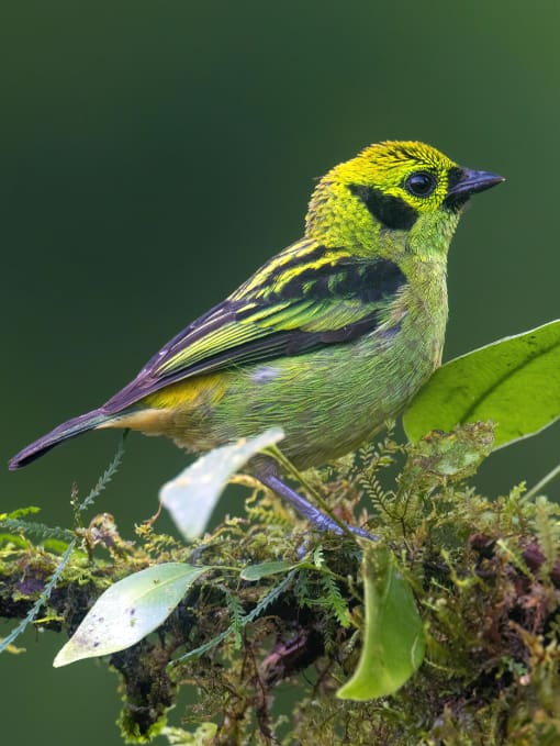 Emerald Tanager Emerald Tanager from Rio Silanche