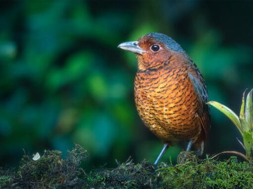 A Giant Antpitta looks directly at the camera.