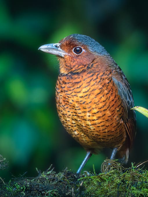 Giant Antpitta Giant Antpitta