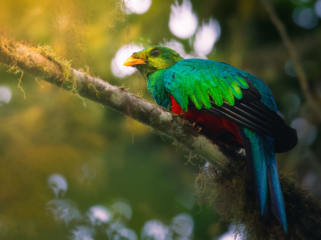 Vinicio Paz Wildlife Photography Blue-capped Tanager perched on a slim branch