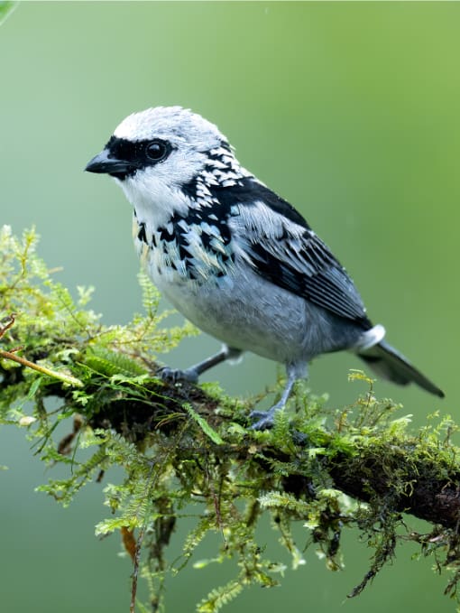 Gray-and-gold Tanager from Rio Silanche