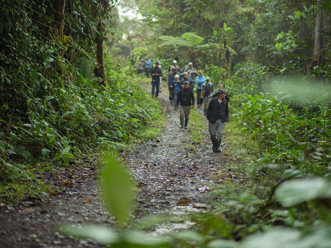 Birding in the cloud forest with Angel Paz