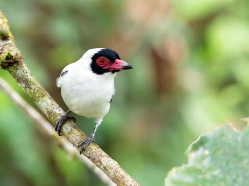 Masked Tityra from the Rio Silanche Reserve