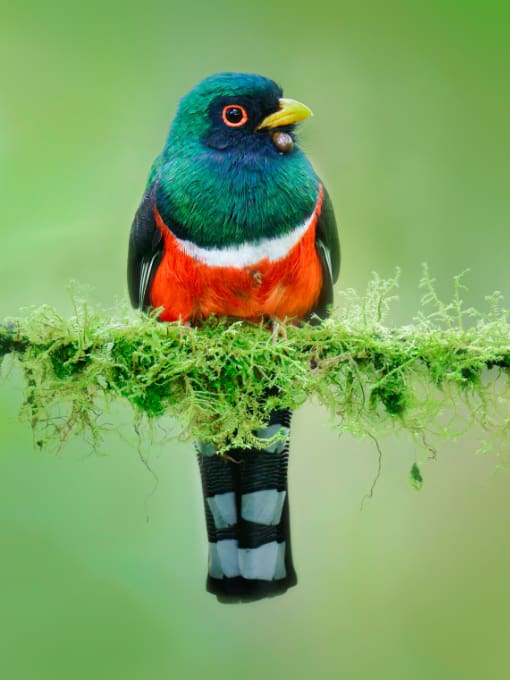 Blue-capped Tanager perched on a slim branch