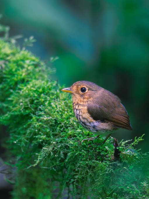Ochre-breasted Antpitta Ochre-breasted Antpitta