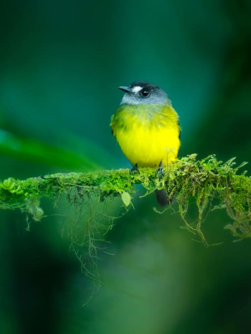 Ornate Flycatcher is a striking, bright yellow bird seen in cloud forests of the West Slope