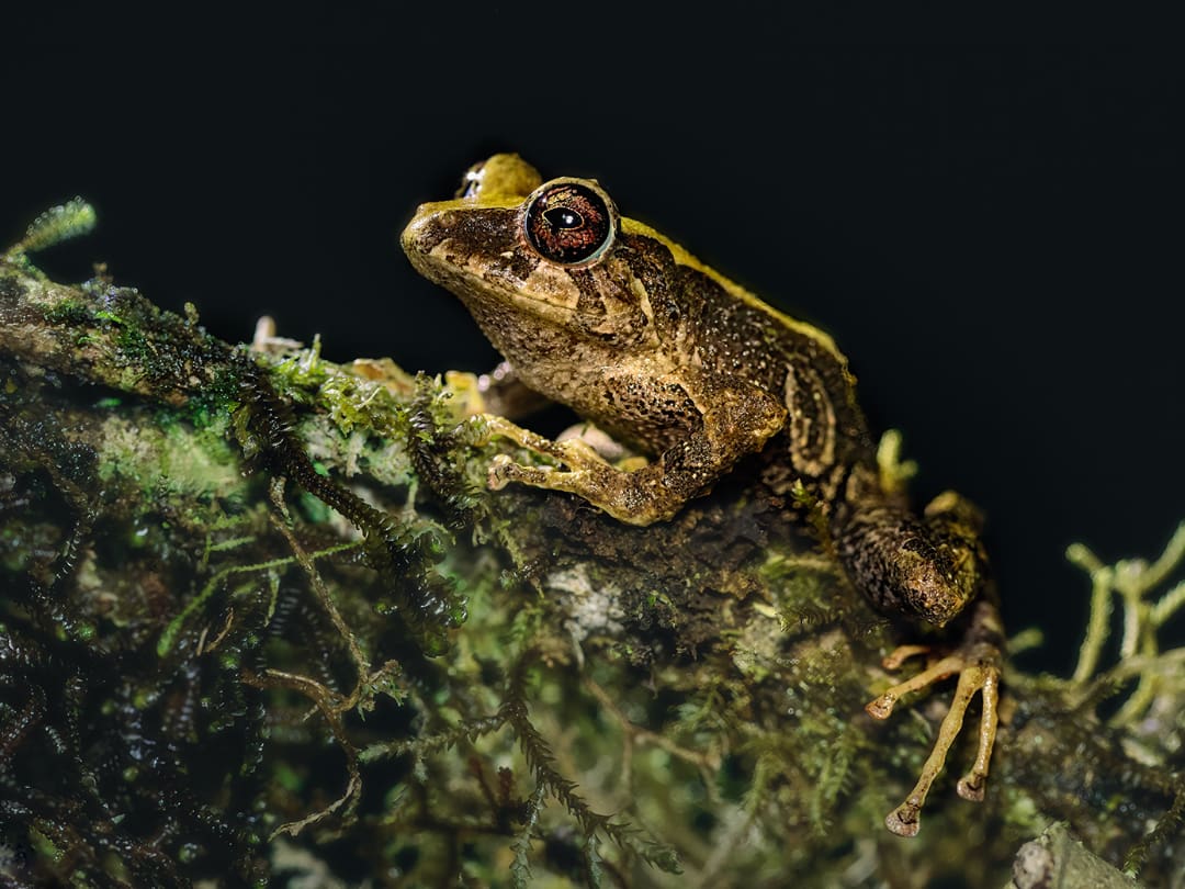 The Pinoccio Frog seated on a mossy log