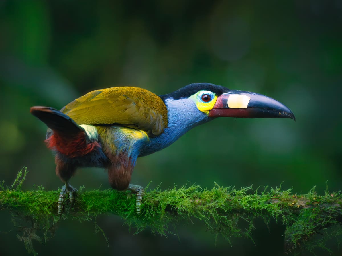 A Plate-billed Mountain Toucan looks directly at the viewer from its perch on a mossy log.