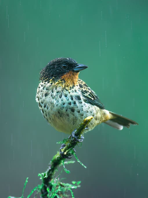 Rufous-throated Tanager from Mashpi-Amagusa