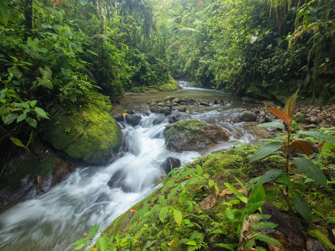 Stream running through the Paz family property