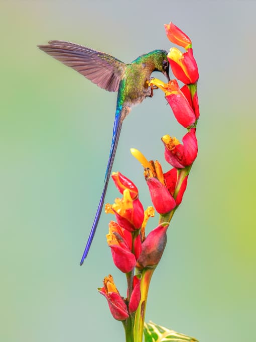 Blue-capped Tanager perched on a slim branch