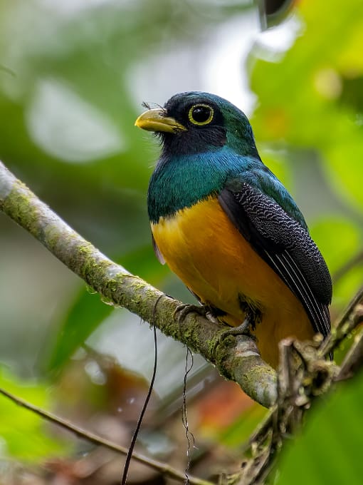 White-tailed Trogon perches in the forests at Rio Silanche