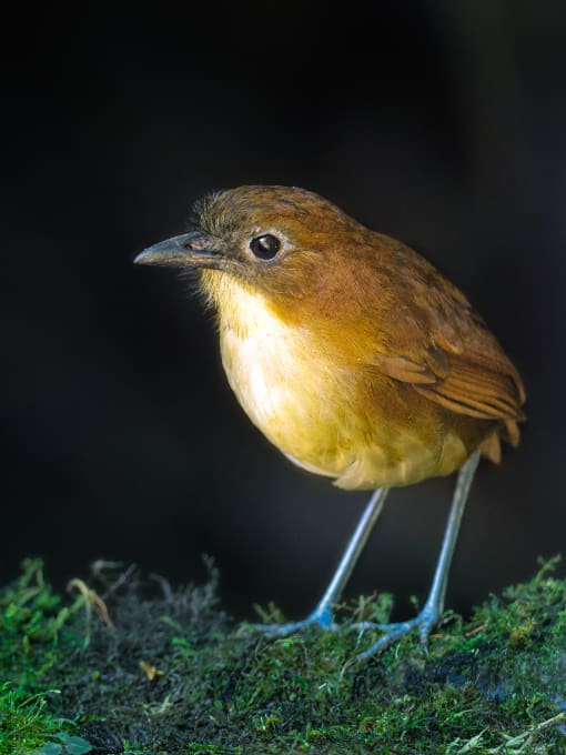 Yellow-breasted Antpitta Yellow-breasted Antpitta