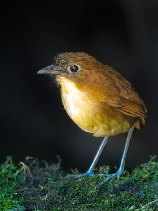 Blue-capped Tanager perched on a slim branch