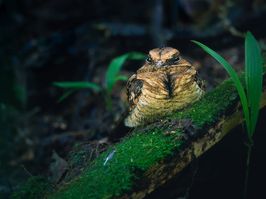 A Common Pauraque lies on a mossy patch, its dark eyes looking towards the camera.