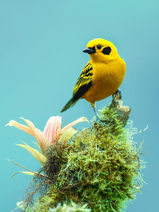 Blue-capped Tanager perched on a slim branch