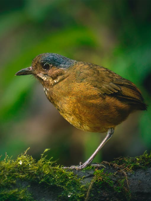 Moustached Antpitta Moustached Antpitta
