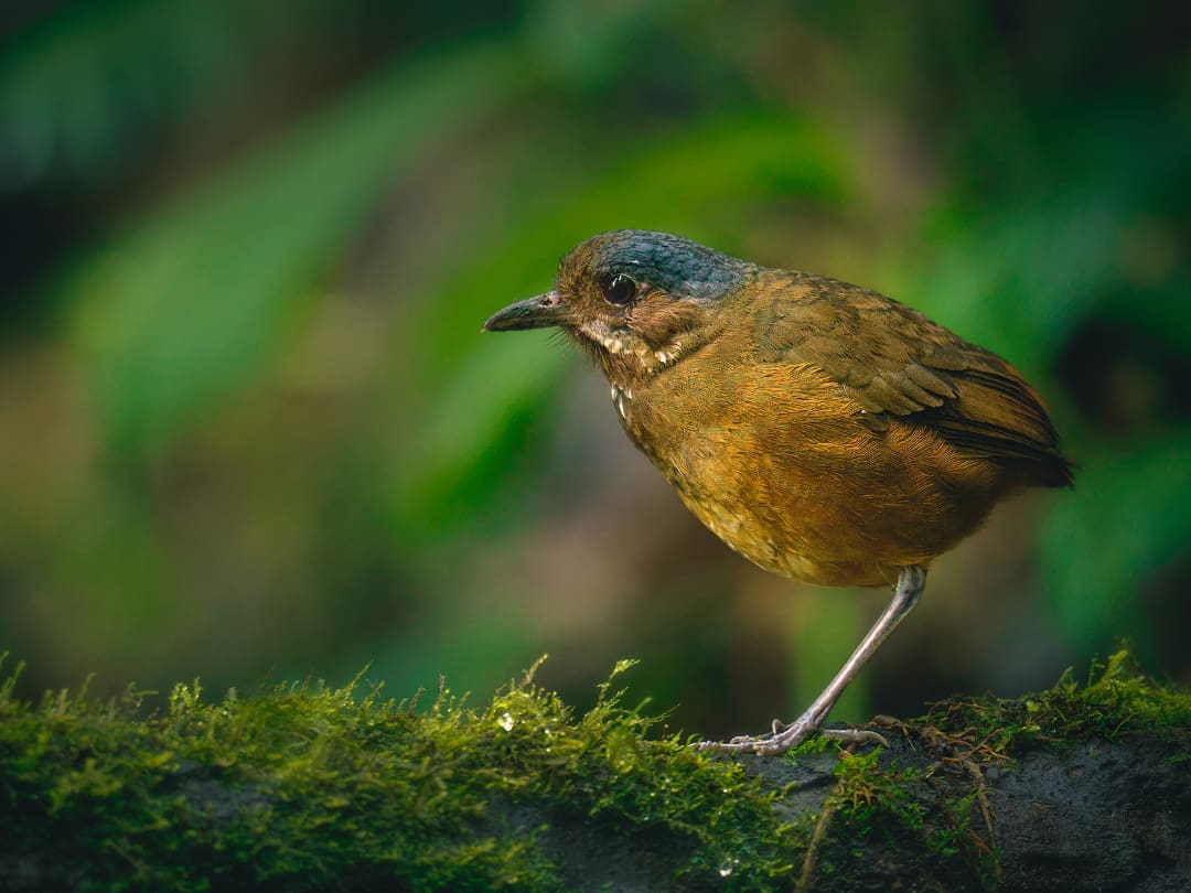 Moustached Anpitta stands a top a mossy log.