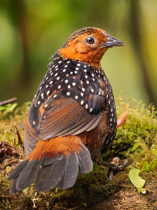 A Scaled Fruiteater perched on a branch in the misty cloud forest.