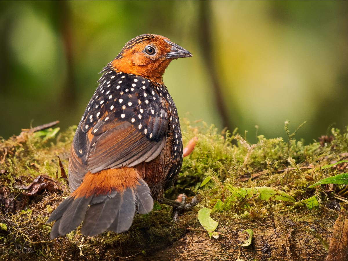 An Ocellated Tapaculo perches on a patch of moss.