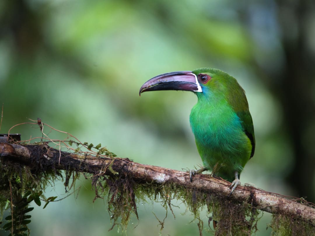 Blue-capped Tanager perched on a slim branch