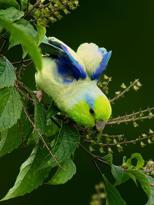 Gray-and-gold Tanager from Rio Silanche