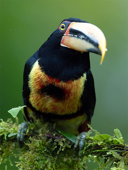 Emerald Tanager from Rio Silanche