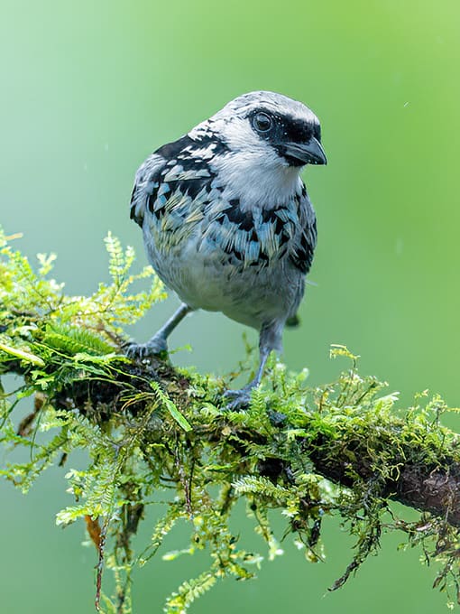 Ornate Flycatcher is a striking, bright yellow bird seen in cloud forests of the West Slope