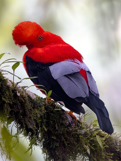Cloud Forest Pygmy Owl perched on a branch during the day time