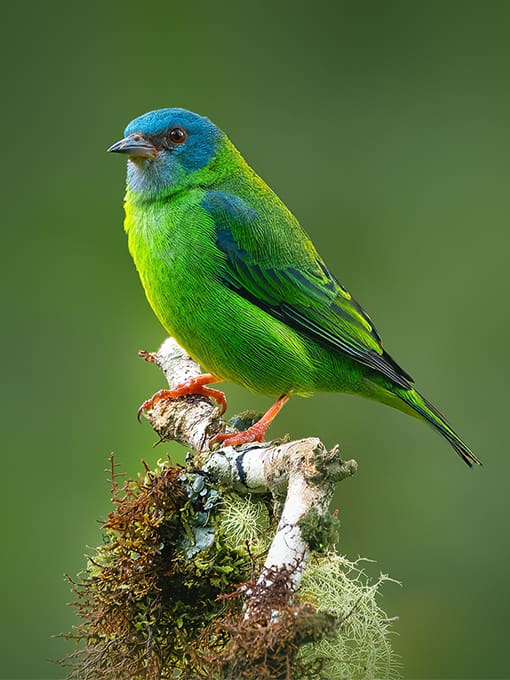 White-tailed Trogon perches in the forests at Rio Silanche